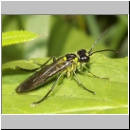 Tenthredo mesomela - Blattwespe 01.jpg